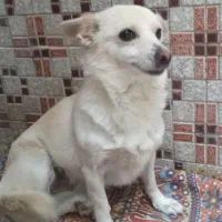 پامر2/5ساله تربیت شده جفت خورده واگذاری|سگ|زنجان, |دیوار