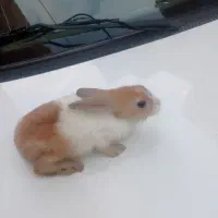 سه عدد خرگوش