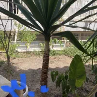 گل آپارتمانی|گل و گیاه طبیعی|سبزوار, عارف|دیوار