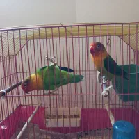 فروش یک جفت طوطی برزیلی