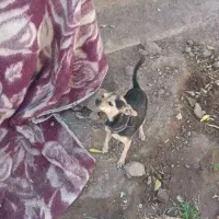 واگذاری سگ پوست اسبی خیلی کوتاه و کوچولو گوش تیز|سگ|بم, |دیوار