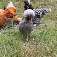 مرغ پولند لهستانی چاپتیز اورجینال|حیوانات مزرعه|رضوانشهر, |دیوار