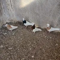 طوقی|پرنده|دشتابی, |دیوار