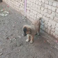 سگ سرابی|سگ|خرمدره, |دیوار