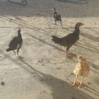 ۴عددجوجه