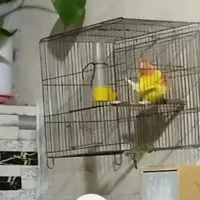 کوتوله برزیلی بالغ نرو ماده معاوضه و فروش|پرنده|جهرم, |دیوار