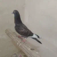 یجفت کفتر بوم ندیده جوجه