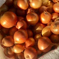 سرکار گر نمونه کرمانشاه