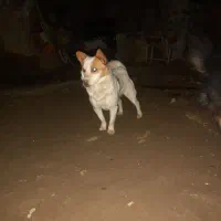 پاکوتاه زیبا|سگ|فیروزآباد (آذربایجان), |دیوار