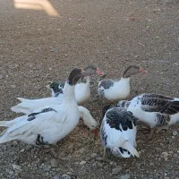 غاز|حیوانات مزرعه|ازنا, |دیوار