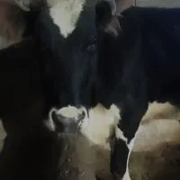 گاو داشتی قیمت مناسب