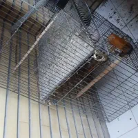 قفس پرنده سالم