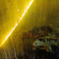 ماهی گوی|ماهی|مشهد, ایثار|دیوار