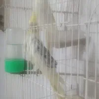 عروس هلندی