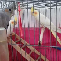 فروش چند عدد عروسی هلندی جوان