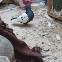 نر ماده سینه دم سیاه و ماده سینه ای