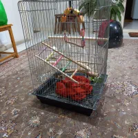 دوتا قفس پرنده