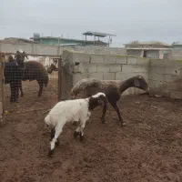 فروش گوسفند بره دار|حیوانات مزرعه|سیمین شهر, |دیوار