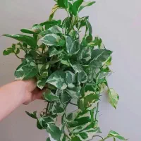 گل طبیعی اپارتمانی