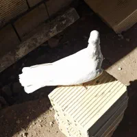 دو جفت کبوتر درشت و کشیده هوایی|پرنده|الیگودرز, |دیوار