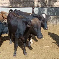 ۱۲راس‌گوساله‌لاغردورگ‌وسیاه‌مال