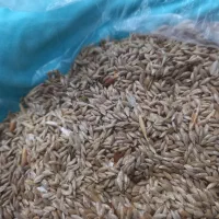 فروش بذر کتان|گل و گیاه طبیعی|گرمی, |دیوار