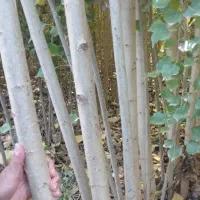 ارائه نــهال شهر با کیفیت برای هر نوع باغی