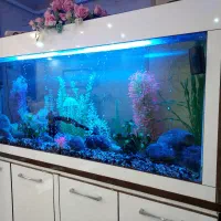 آکواریوم|ماهی|محمدیه-قزوین, |دیوار