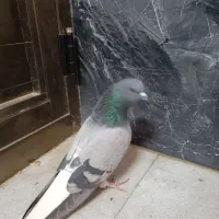 3سبز دم سفید