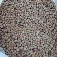 چیتی کشت امسال