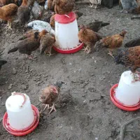 جوجه