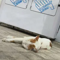 قالبی سایلنت باکس ماینر پی وی سی