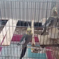 عروس هلندی مولد