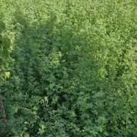 یونجه خشک با کیفیت عالی