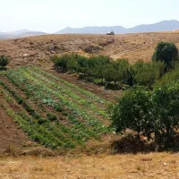 باغ ۵۰۰۰ متری، قیلسون