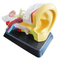 ماکت گوش آموزشی