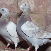 کبوتر مسافتی و جوجه موریس دلبر|پرنده|مشهد, آزادشهر|دیوار