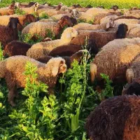 نیازمند یک چوپان