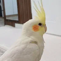 عروس هلندی با قفس