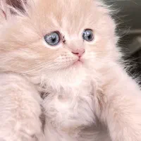 گربه اشرافی|گربه|مرودشت, پشت سایپا|دیوار