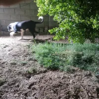 توله سگ 6 ماهه قدرجونی|سگ|اندیمشک, |دیوار