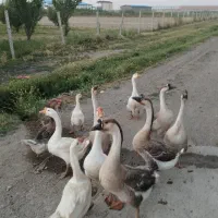 قوغاز