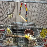 فروش چندتا عروس هلندی