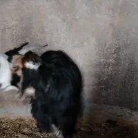 فروش 8عدد بز و بزغاله سالم|حیوانات مزرعه|نجفآباد, فیروزآباد|دیوار