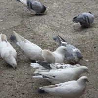 کفتر ،کبوتر پرشی|پرنده|فردیس, کوی نور|دیوار