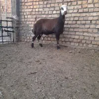 بره قوچی پلنگی
