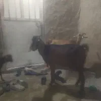 بز آبستن و بز کهره دار