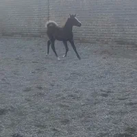 کره مادیان ی ساله درجه یک