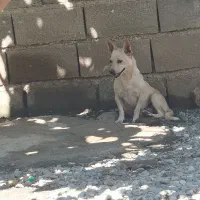 سگ پاکوتاه ماده|سگ|خان ببین, |دیوار