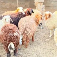 ۱۸عددبره۱۷ماده یک نر داشتی|حیوانات مزرعه|چمران, |دیوار